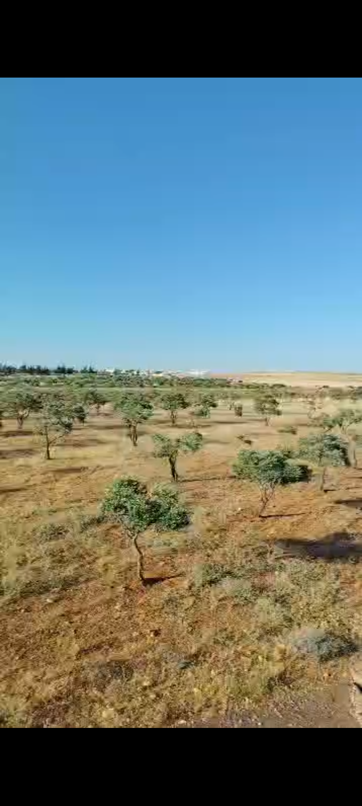 ارض
